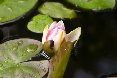 水百合花