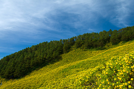 墨西哥向日葵杂草在泰国山