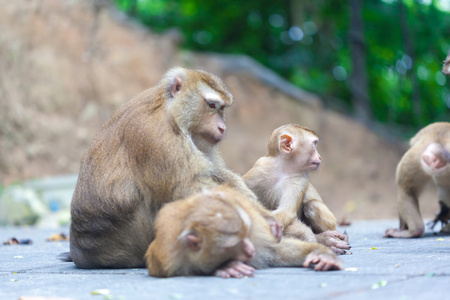 在公园的猴子家族
