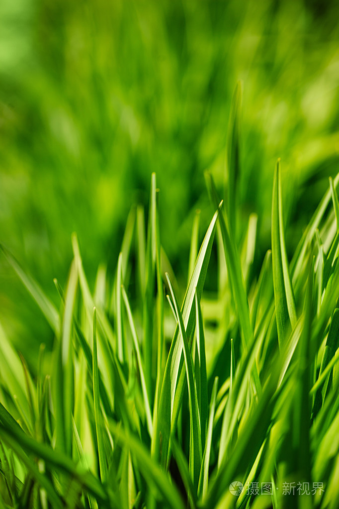 新鲜绿草