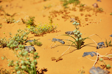 在撒哈拉沙漠生长的绿色植物, 默祖加, 摩洛哥