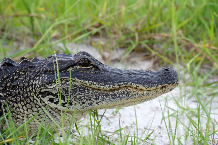 在沼泽地的美洲鳄