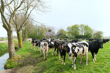 典型的荷兰奶牛