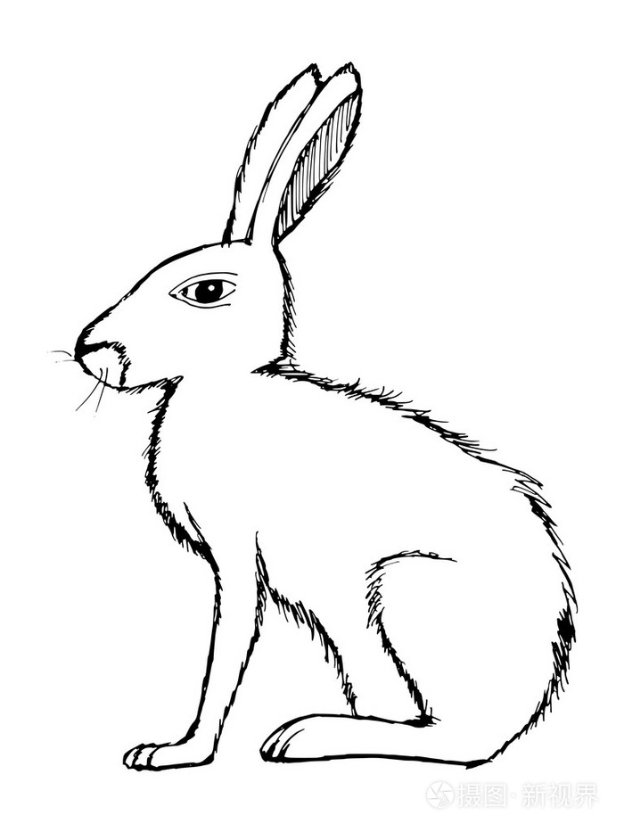 简笔画野兔图片