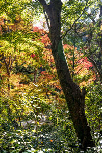 五颜六色的叶子, 分枝和阳光在秋天在日本