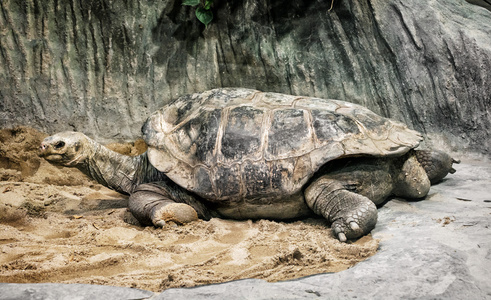 亚达伯拉象濒临灭绝的巨龟 Aldabrachelys 篱竹属，阿尼姆