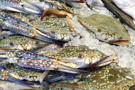 新鲜梭子蟹图片