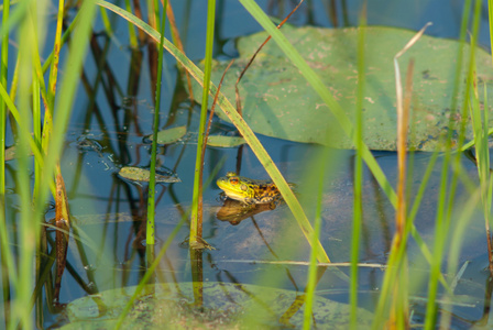 在沼泽中的百合上的青蛙
