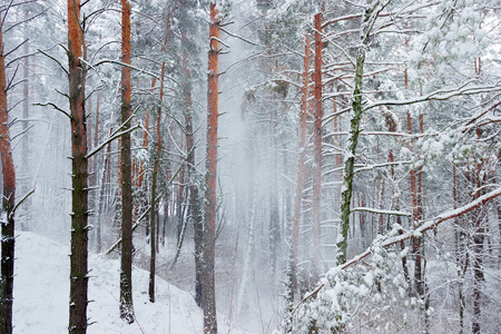 降雪期间的冬季森林