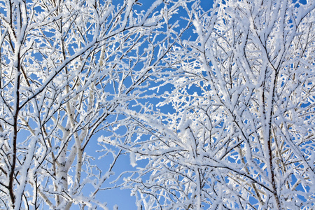 桦树上的霜霜