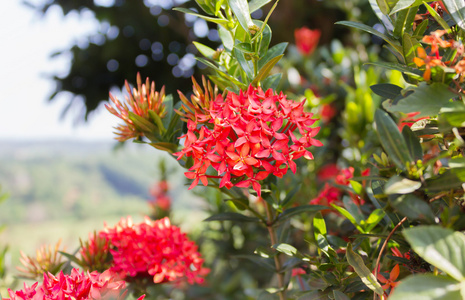 红豆花土生土长的热带红花红豆杉科一棵树上的自然高拉照片