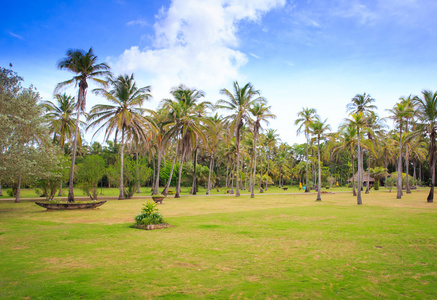 美丽的景色的棕榈种植园