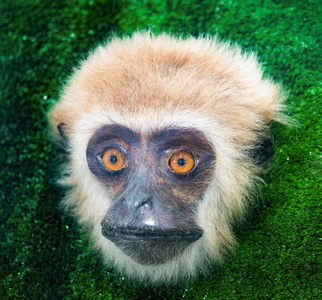 猴脸，哺乳动物灵长类动物在展览
