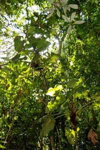 亚马逊雨林 巴西南美洲马瑙斯附近亚马逊河沿岸的自然和植物