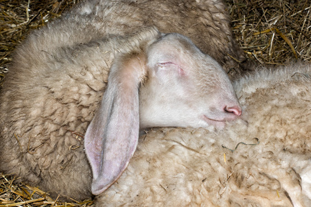 睡在另一只羊羊