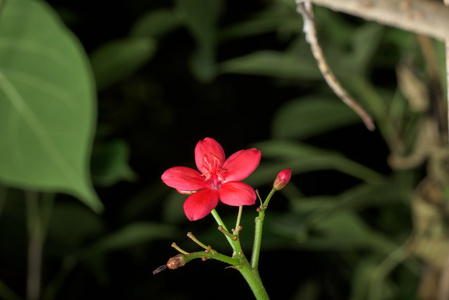 美丽的粉红色花朵