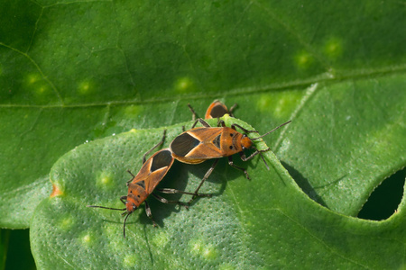 马利筋属植物的 Bug
