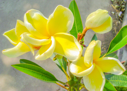 白色素馨花热带花卉，鸡蛋花朵鲜花，盛开在 tr