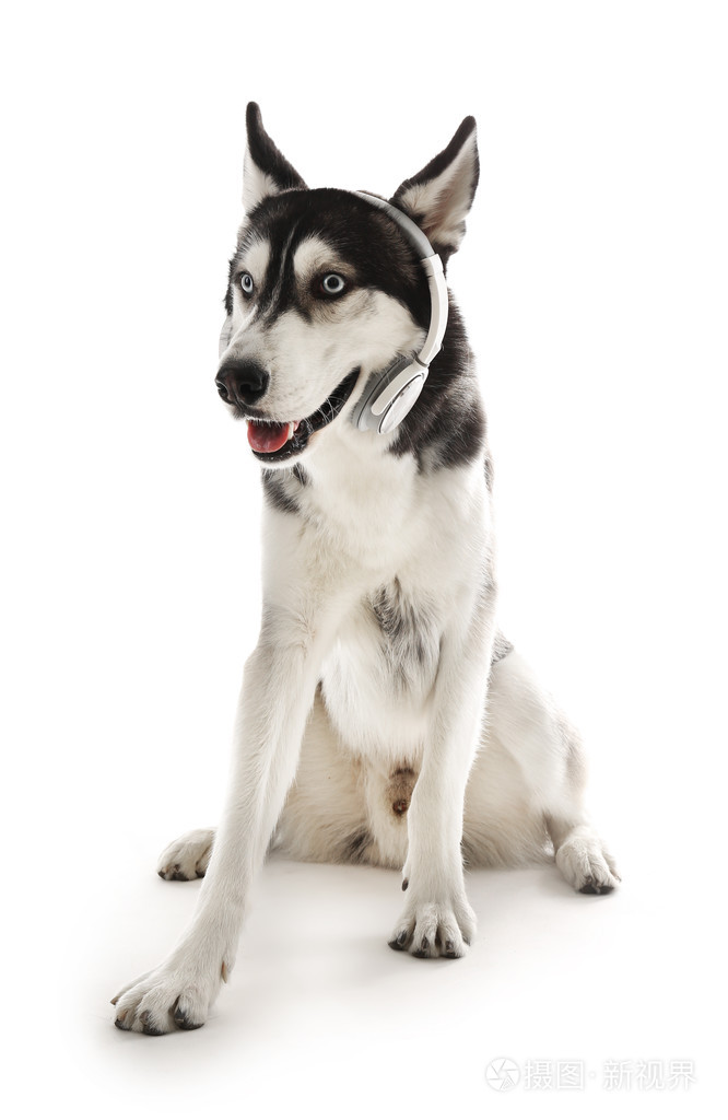 西伯利亚雪橇犬坐在耳机上白色孤立