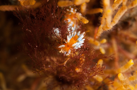 在深海中的 Nudibrach trinchesia