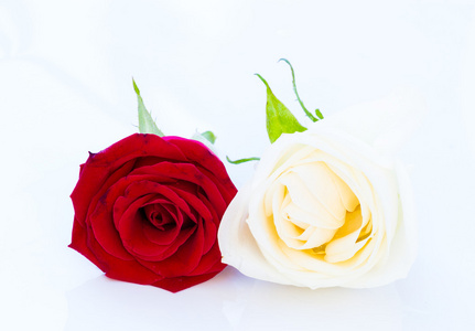 红玫瑰和白色玫瑰在白色的桌子上