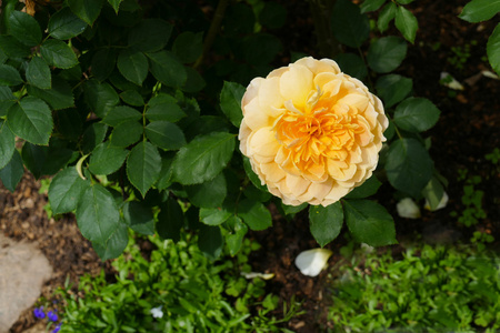 盛开的橘子玫瑰在花园里