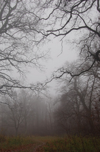 路径在秋天雾蒙蒙的森林带领