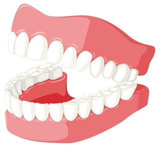 牙科牙齿模型的主题图片