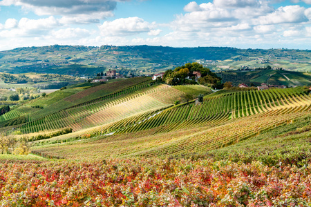 在 wineyard 的秋天