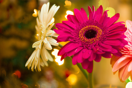 圣诞节背景与 gerberas 2