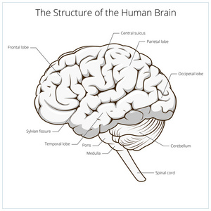 人类的大脑示意图向量的结构照片