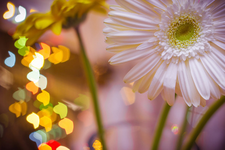 圣诞节背景与 gerbera