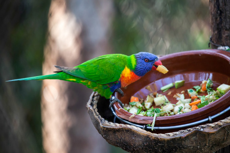 彩虹澳洲鹦鹉吃