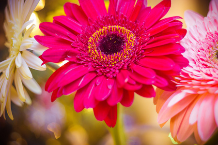 在模糊的 gerbera 圣诞节2