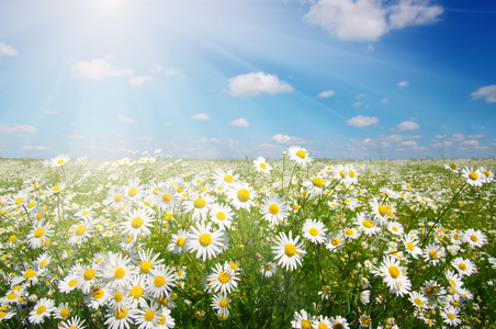 花在天空上图片