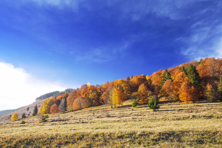 多彩的秋天树木森林，农村景观