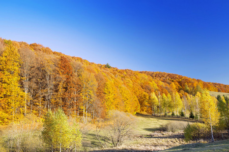 秋天山毛榉森林, 乡村风景照片