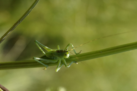 昆虫绿色蝗虫坐在草地上
