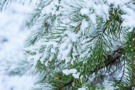 大雪覆盖的松树树枝关门