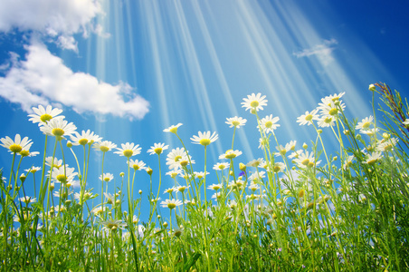 草在天空上图片