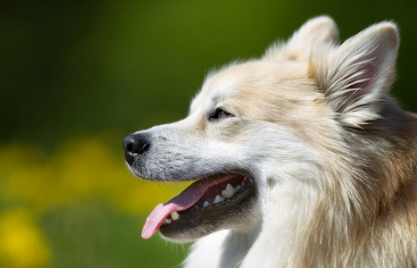 冰岛牧羊犬在户外