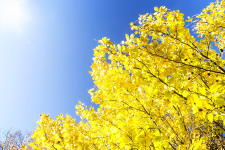 有黄色干燥叶子的山毛榉树枝
