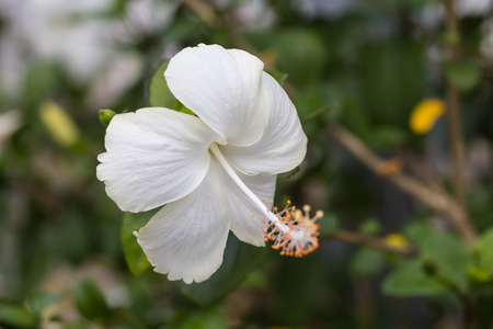 白芙蓉花