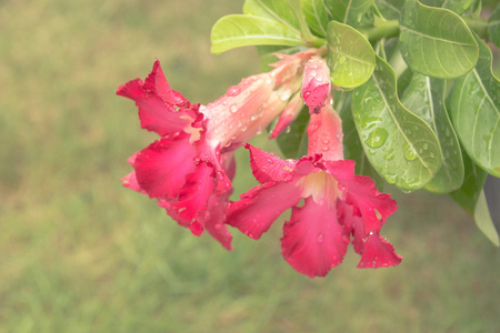 杜鹃花。来自热带气候的沙漠玫瑰花