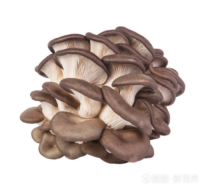 孤立在白色背景上的牡蛎蘑菇