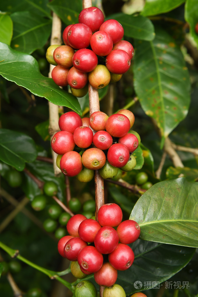 一棵树上成熟的咖啡豆