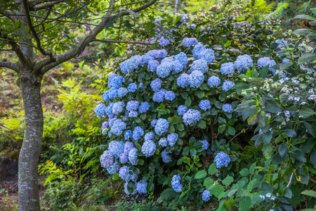 蓝色的花杜鹃