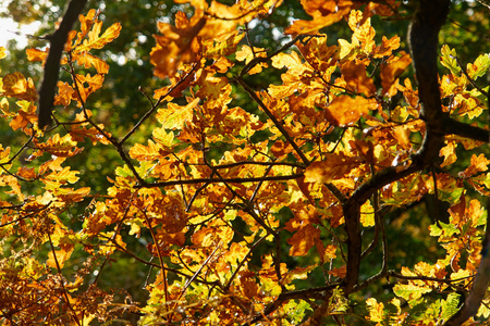森林中的红色黄色和五颜六色的秋日颜色