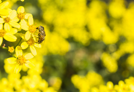 蜜蜂从黄花中收集花蜜图片