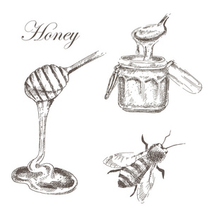 矢量蜂蜜 honeycells honeystick 蜜蜂插图。详细的手的自然对象的素描画